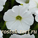 Петуния ампельная мелкоцветковая (Petunia trayling F1) Shock Wave White , 5 драже
