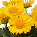 Big pack  Гайллардия крупноцветковая (Gailardia grandiflora) Mesa Yellow, 30 шт очищ. семян