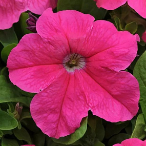 Big pack Петуния крупноцветковая (Petunia grandiflora F1) Ez Rider Deep Pink, 30 драже