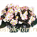 Бегония вечноцветущая Begonia semperflorens Cocktail® Rum, 10 драже