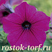 Петуния каскадная (Petunia trayling F1) Trilogy Purple, 5 драже