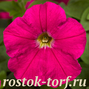 Big pack Петуния мелкоцветковая (Petunia milliflora) Picobella Carmine, 30 драже