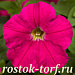 Big pack Петуния мелкоцветковая (Petunia milliflora) Picobella Carmine, 30 драже