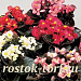 Бегония вечноцветущая (Begonia semperflorens) Senator F1 MIX, 10 драже