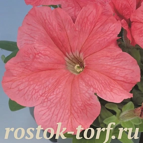 Big pack Петуния крупноцветковая (Petunia grandiflora) Eagle Salmon,30 драже