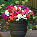 Бальзамин Уоллера (Impatiens walleriana F1) Beacon® MIX, 5 шт.