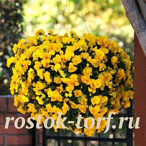 Виола ампельная (Viola trailing F1) Cool Wave Golden Yellow, 3 шт семян