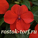 Бальзамин Уоллера (Impatiens walleriana F1) Beacon® Bright Red, 5 шт.