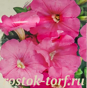 Big pack Петуния крупноцветковая (Petunia grandiflora) Eagle Pink,30 драже