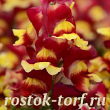 Львиный зев (Antirhinum majus F1) Snapshot Red Bicolor, 10 шт