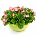 Бегония вечноцветущая (Begonia semperflorens) Ambassador F1 Rose Blush, 10 драже