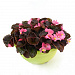 Бегония вечноцветущая (Begonia semperflorens) Senator iQ Rose, 10 драже