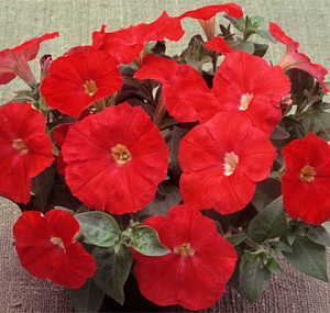 Петуния каскадная (Petunia trayling F1) Trilogy Scarlet, 5 драже