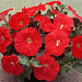 Петуния каскадная (Petunia trayling F1) Trilogy Scarlet, 5 драже