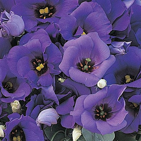 Эустома(Лизиантус) (Eustoma grandiflorum) Florida Blue, 5 драже