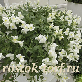 Львиный зев ампельный (Antirhinum majus F1) Candy Showers White, 5 семян