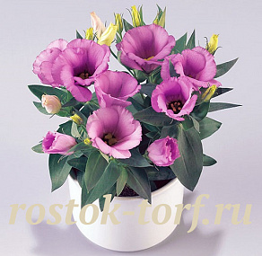 Эустома(Лизиантус) (Eustoma grandiflorum) Carmen Lilac, 5 драже