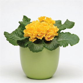 Примула (Primula Acaulis) Primlet ® Golden Shades, 5 семян
