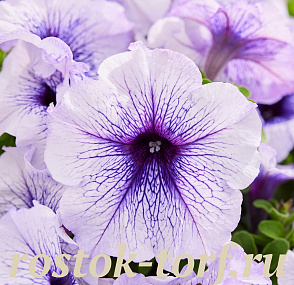 Петуния многоцветковая (Petunia multiflora F1) Mambo GP silver blue, 10 драже 