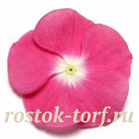 Катарантус розовый (Vinca rosea) Pacifica – Xp Magenta Halo, 10 семян