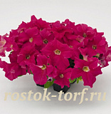Петуния крупноцветковая (Petunia grandiflora F1) Success! 360° Deep Pink, 5 драже