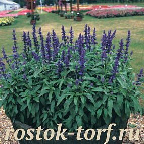 Сальвия мучнистая (Salvia farinacea) Victoria Blue, 5 семян