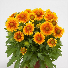 Big pack Гайллардия крупноцветковая (Gailardia grandiflora) Mesa Peach, 30 шт очищ. семян