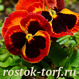 Виола виттрока (Viola wittrockiana) Mammoth™ On Fire, 5 шт семян