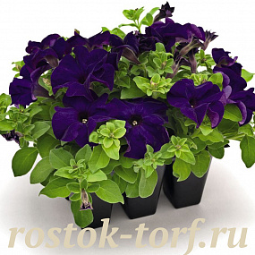 Big pack Петуния крупноцветковая (Petunia grandiflora F1) Success! 360° Blue, 30 драже