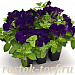 Big pack Петуния крупноцветковая (Petunia grandiflora F1) Success! 360° Blue, 30 драже
