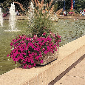 Петуния ампельная многоцветковая (Petunia trayling F1) Wave Purple Classic, 5 драже