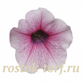 Петуния ампельная мелкоцветковая (Petunia trayling F1) Shock Wave Pink Vein, 5 драже