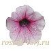 Петуния ампельная мелкоцветковая (Petunia trayling F1) Shock Wave Pink Vein, 5 драже