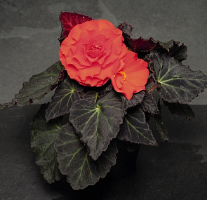 Бегония клубневая (Begonia tuberhybrida) Nonstop Mocca Deep Orange, 5 драже