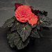 Бегония клубневая (Begonia tuberhybrida) Nonstop Mocca Deep Orange, 5 драже