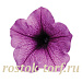 Петуния ампельная (Petunia trayling F1) Easy Wave Plum Vein, 5 драже