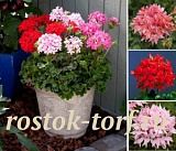 Пеларгония зональная (Pelargonium x hortorum) Quantum MIX, 3 шт.