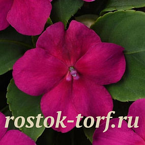 Бальзамин Уоллера (Impatiens walleriana F1) Beacon® Violet shades, 5 шт