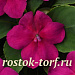 Бальзамин Уоллера (Impatiens walleriana F1) Beacon® Violet shades, 5 шт