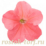 Петуния крупноцветковая (Petunia grandiflora F1) Success! 360° Deep  Salmon, 5 драже