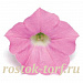 Петуния ампельная мелкоцветковая (Petunia trayling F1) Shock Wave Pink Shades, 5 драже