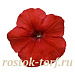 Петуния ампельная (Petunia trayling F1) Easy Wave Red, 5 драже