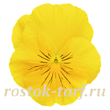 Виола виттрока (Viola wittrockiana) Inspire® DeluXXe Yellow, 5 шт