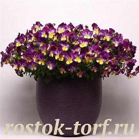 Виола ампельная (Viola trailing F1) Cool Wave Raspberry Swirl, 3 шт семян