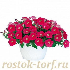 Big pack Петуния ампельная (Petunia pendolino F1) Pendolino Rose Eye, 30 драже