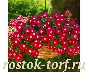 Big pack Катарантус розовый ампельный (Vinca rosea) Mediterranean – Xp Burgundy Halo, 30 семян
