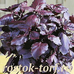 Базилик Рози, 0,2 гр.семян (~150-160 семян)