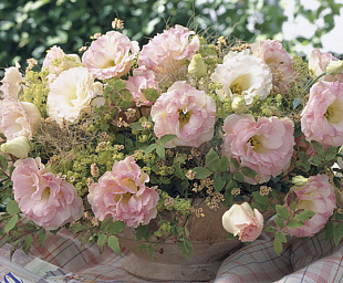 Эустома(Лизиантус) махровая (Eustoma grandiflorum) Arena Champagne, 5 драже