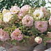 Эустома(Лизиантус) махровая (Eustoma grandiflorum) Arena Champagne, 5 драже