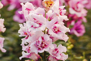 Львиный зев (Antirhinum majus F1) Twinny Orchid, 10 семян